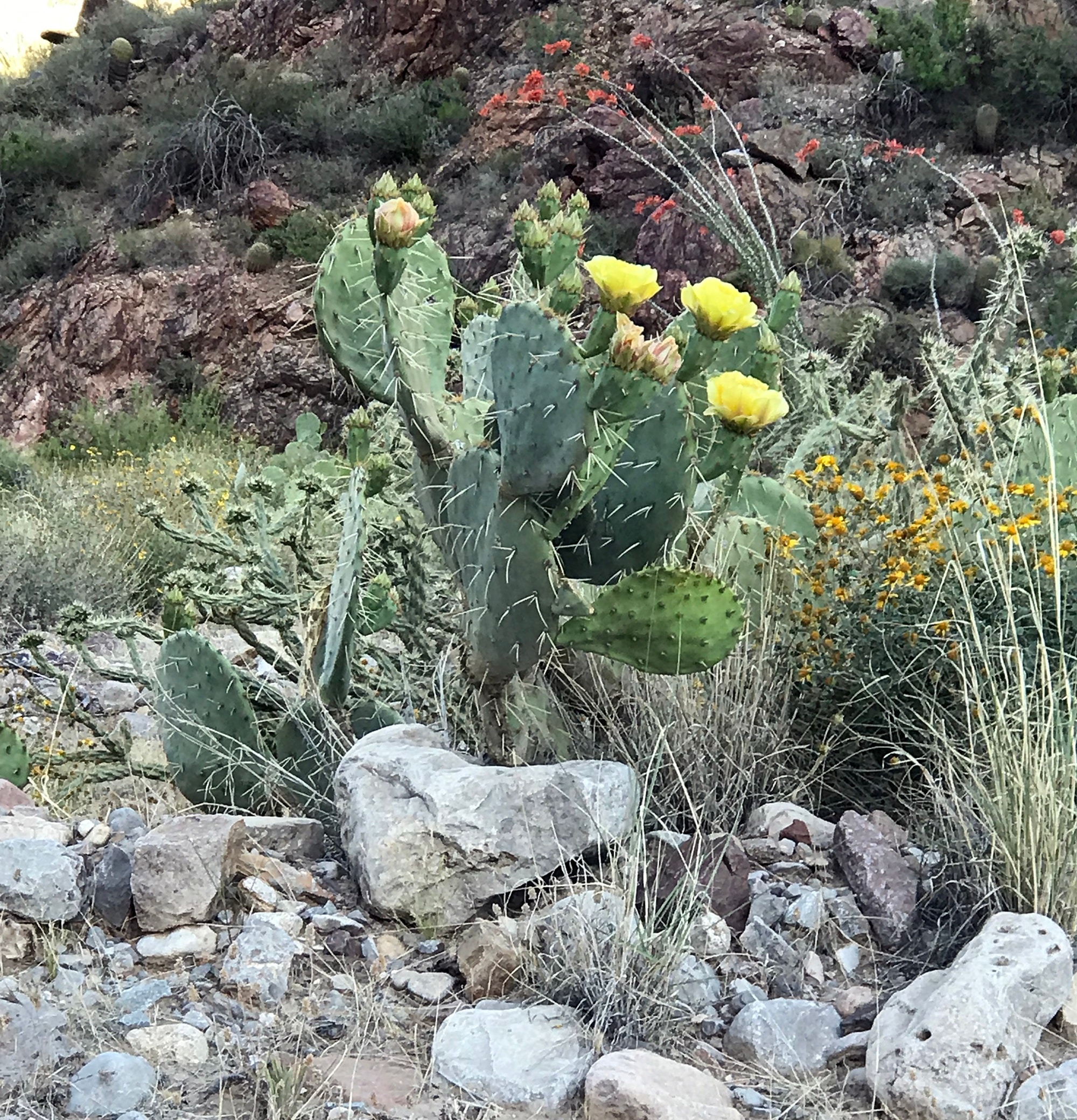 Giant cactus in the Grand Canyon Basin near the canyon floor