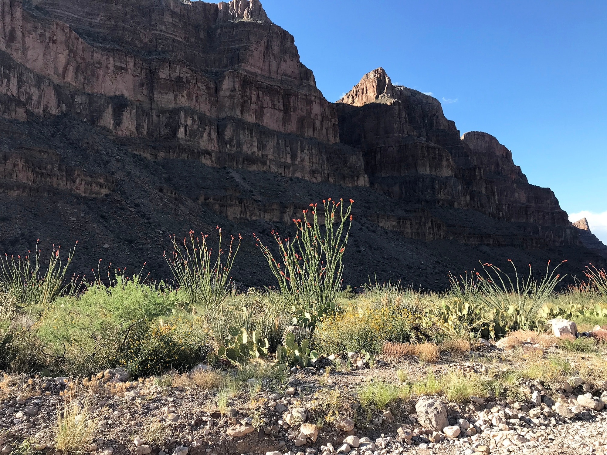 Panoramic Grand Canyon Basin view from the canyon floor