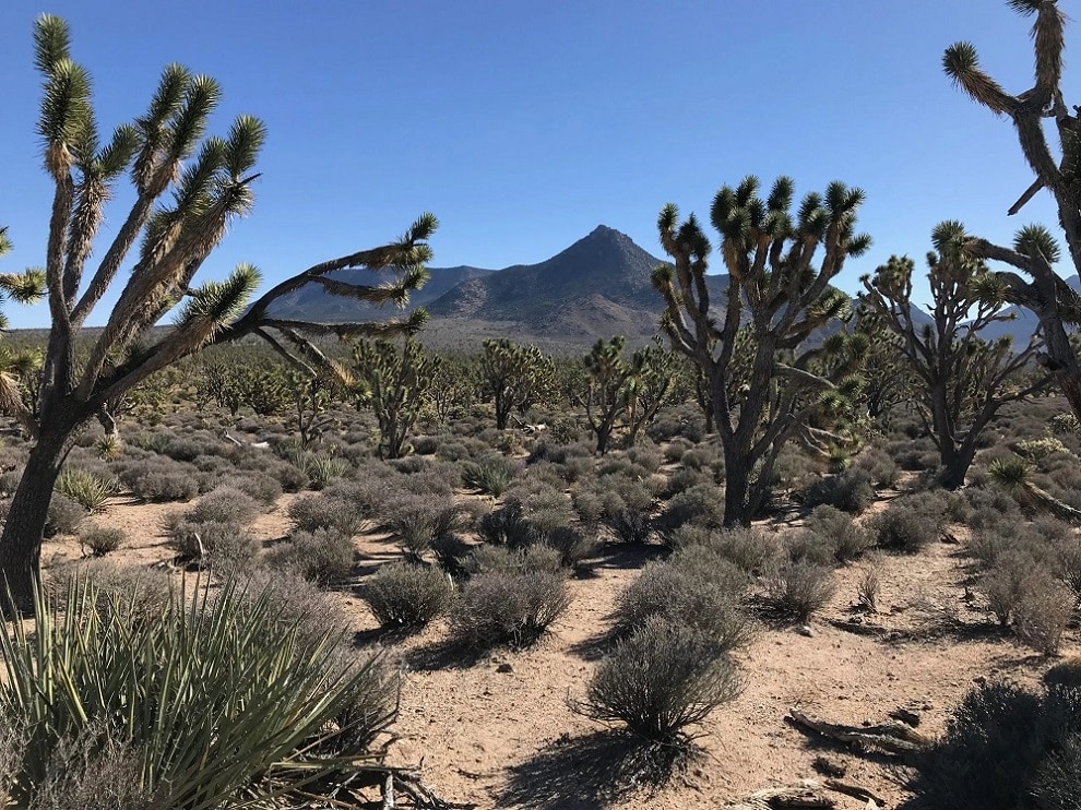 Buffalo habitat and wildlife on the historic western ranch