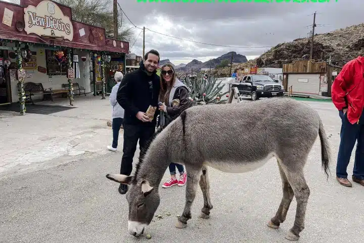 Wild burros roaming the streets of Oatman Arizona