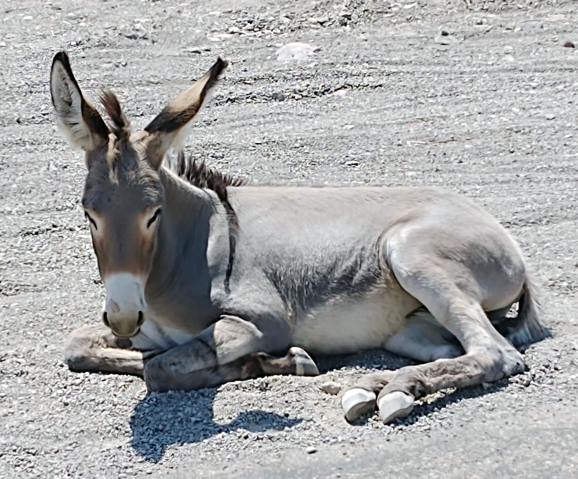 Wild burros greeting visitors along Route 66