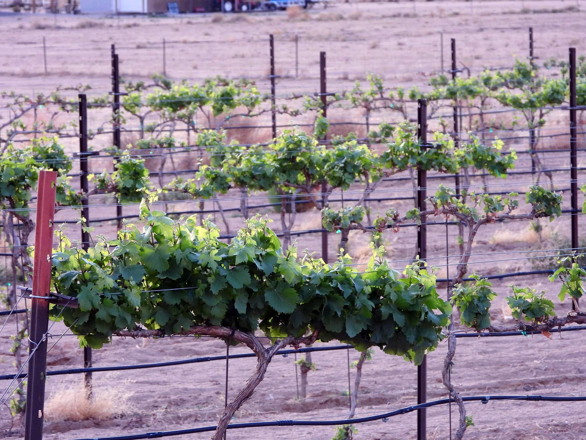 Desert twilight tour with wine and telescope viewing
