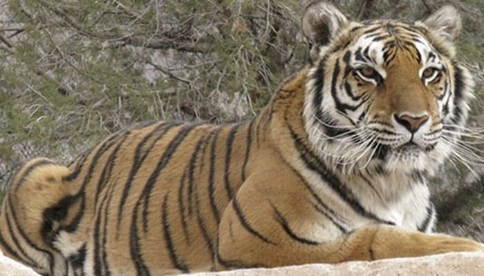 Wild Animal Refuge