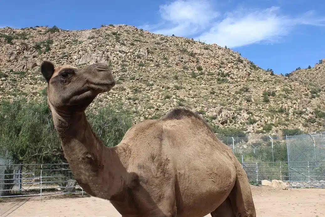 Rescued big cats at Keepers of the Wild sanctuary