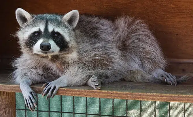 Guided tram tour through the 175-acre Keepers of the Wild sanctuary