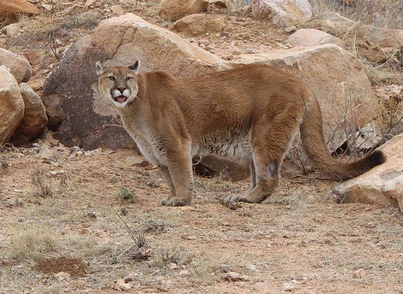 Lions and tigers at the Arizona wildlife sanctuary