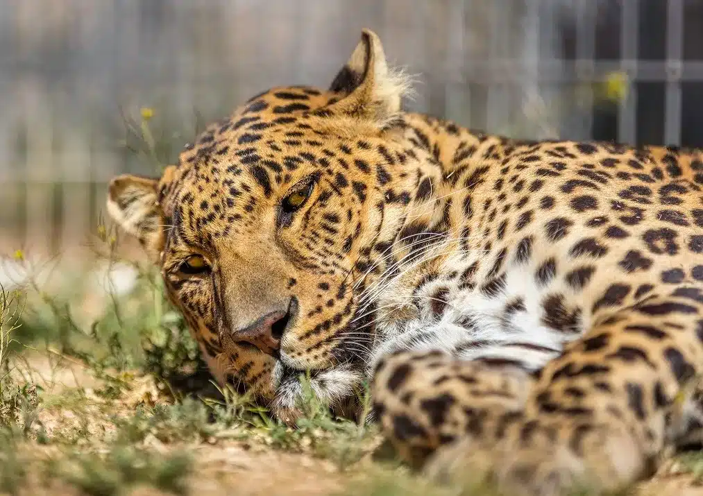 Exotic animals at Keepers of the Wild Nature Park